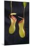 Tropical Pitcher Plant-DLILLC-Mounted Photographic Print