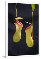 Tropical Pitcher Plant-DLILLC-Framed Photographic Print