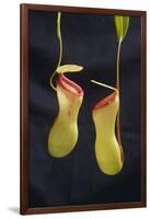 Tropical Pitcher Plant-DLILLC-Framed Photographic Print