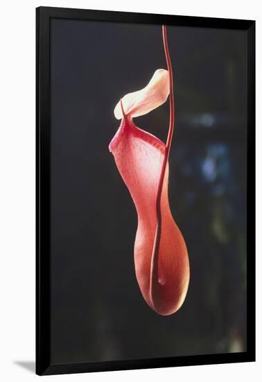 Tropical Pitcher Plant-DLILLC-Framed Photographic Print