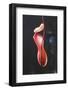 Tropical Pitcher Plant-DLILLC-Framed Photographic Print