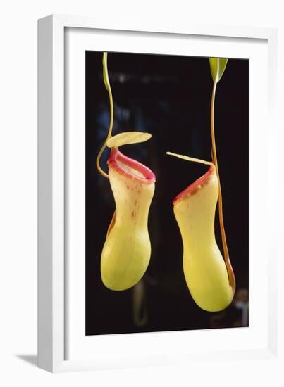 Tropical Pitcher Plant-DLILLC-Framed Photographic Print