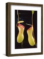 Tropical Pitcher Plant-DLILLC-Framed Photographic Print