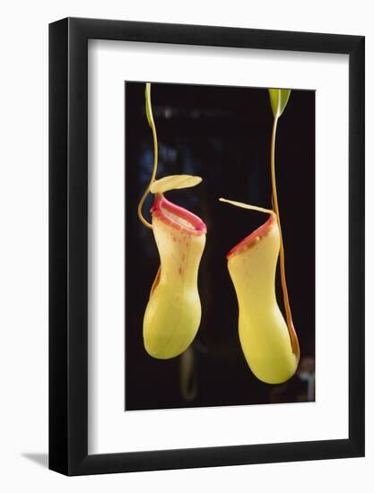 Tropical Pitcher Plant-DLILLC-Framed Photographic Print