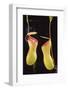 Tropical Pitcher Plant-DLILLC-Framed Photographic Print