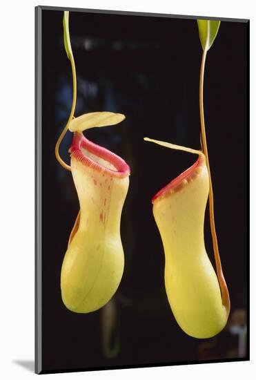 Tropical Pitcher Plant-DLILLC-Mounted Photographic Print