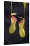 Tropical Pitcher Plant-DLILLC-Stretched Canvas