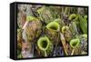 Tropical Pitcher Plants (Nepenthes Spp, Malaysia-Michael Nolan-Framed Stretched Canvas