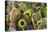 Tropical Pitcher Plants (Nepenthes Spp, Malaysia-Michael Nolan-Stretched Canvas