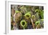 Tropical Pitcher Plants (Nepenthes Spp, Malaysia-Michael Nolan-Framed Photographic Print