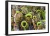 Tropical Pitcher Plants (Nepenthes Spp, Malaysia-Michael Nolan-Framed Photographic Print