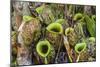 Tropical Pitcher Plants (Nepenthes Spp, Malaysia-Michael Nolan-Mounted Photographic Print