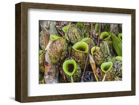 Tropical Pitcher Plants (Nepenthes Spp, Malaysia-Michael Nolan-Framed Photographic Print