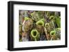 Tropical Pitcher Plants (Nepenthes Spp, Malaysia-Michael Nolan-Framed Photographic Print