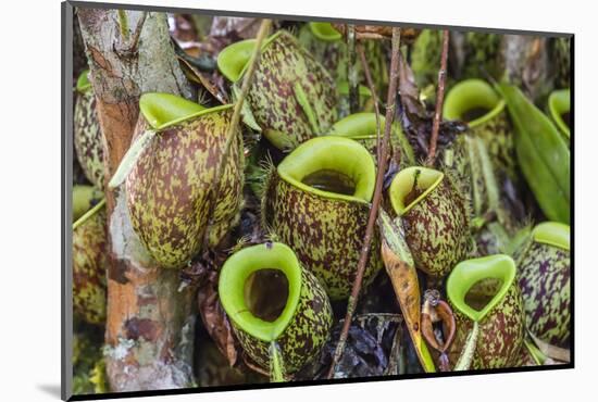 Tropical Pitcher Plants (Nepenthes Spp, Malaysia-Michael Nolan-Mounted Photographic Print