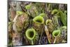 Tropical Pitcher Plants (Nepenthes Spp, Malaysia-Michael Nolan-Mounted Photographic Print