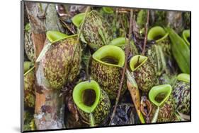 Tropical Pitcher Plants (Nepenthes Spp, Malaysia-Michael Nolan-Mounted Photographic Print