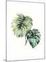 Tropical Plant II-Grace Popp-Mounted Art Print