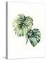 Tropical Plant II-Grace Popp-Stretched Canvas