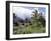 Tropical Plantation Garden, Maui, Hawaii, Hawaiian Islands, USA-Ken Gillham-Framed Photographic Print