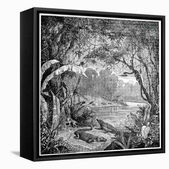 Tropical Plants And Reptiles-Science Photo Library-Framed Stretched Canvas