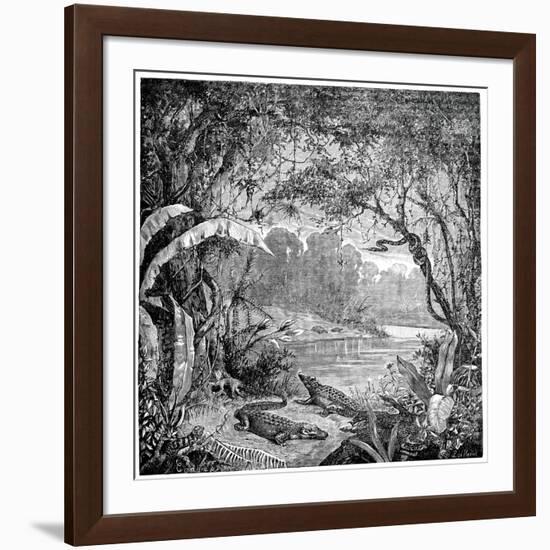 Tropical Plants And Reptiles-Science Photo Library-Framed Photographic Print