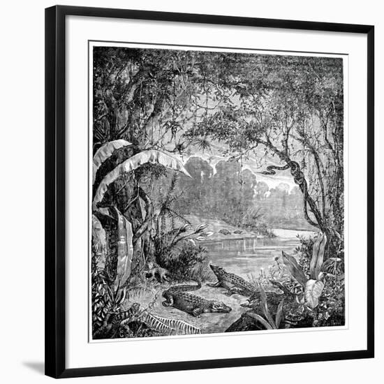 Tropical Plants And Reptiles-Science Photo Library-Framed Photographic Print