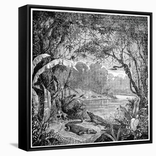 Tropical Plants And Reptiles-Science Photo Library-Framed Stretched Canvas