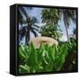 Tropical Plants and Traditional Parasols-null-Framed Stretched Canvas