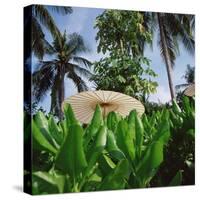 Tropical Plants and Traditional Parasols-null-Stretched Canvas