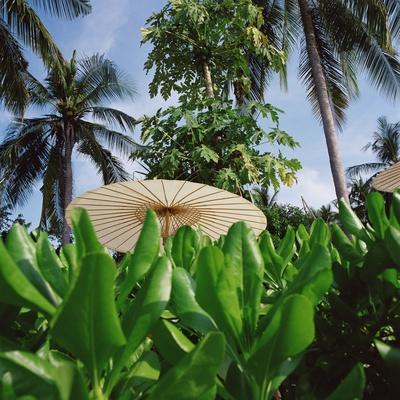 https://imgc.allpostersimages.com/img/posters/tropical-plants-and-traditional-parasols_u-L-PZKNSY0.jpg?artPerspective=n