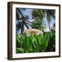 Tropical Plants and Traditional Parasols-null-Framed Photographic Print