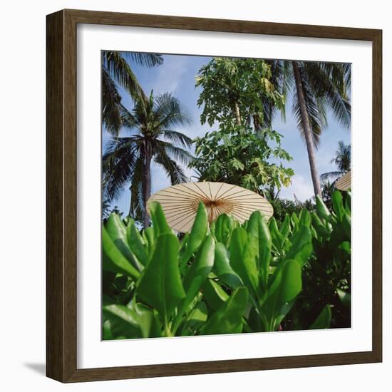 Tropical Plants and Traditional Parasols-null-Framed Photographic Print