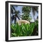 Tropical Plants and Traditional Parasols-null-Framed Photographic Print
