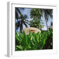 Tropical Plants and Traditional Parasols-null-Framed Photographic Print