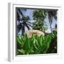 Tropical Plants and Traditional Parasols-null-Framed Photographic Print