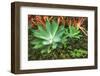 Tropical Plants at Paleaku Gardens Peace Sanctuary, Kona Coast, the Big Island, Hawaii, Usa-Russ Bishop-Framed Photographic Print