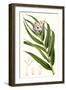 Tropical Plants II-Curtis-Framed Art Print