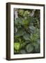 Tropical Plants in Kabili-Sepilok Forest Reserve-Craig Lovell-Framed Photographic Print