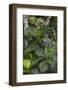 Tropical Plants in Kabili-Sepilok Forest Reserve-Craig Lovell-Framed Photographic Print