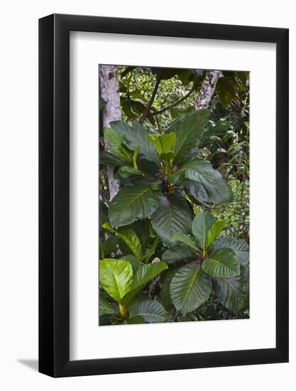 Tropical Plants in Kabili-Sepilok Forest Reserve-Craig Lovell-Framed Photographic Print