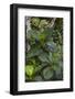 Tropical Plants in Kabili-Sepilok Forest Reserve-Craig Lovell-Framed Photographic Print