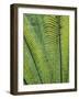 Tropical Plants, Maldives-Jon Arnold-Framed Photographic Print