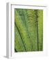 Tropical Plants, Maldives-Jon Arnold-Framed Photographic Print