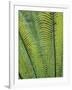 Tropical Plants, Maldives-Jon Arnold-Framed Photographic Print
