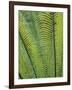 Tropical Plants, Maldives-Jon Arnold-Framed Photographic Print