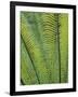 Tropical Plants, Maldives-Jon Arnold-Framed Photographic Print