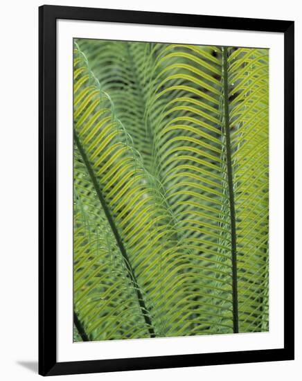 Tropical Plants, Maldives-Jon Arnold-Framed Photographic Print