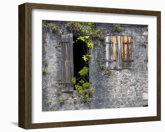 Tropical Plants, St. Pierre, Martinique, French Antilles, West Indies-Scott T. Smith-Framed Photographic Print