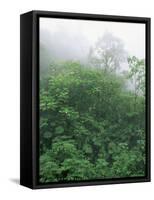 Tropical Rainforest Canopy in Mist, Braulio Carrillo National Park, Costa Rica-Juan Manuel Borrero-Framed Stretched Canvas